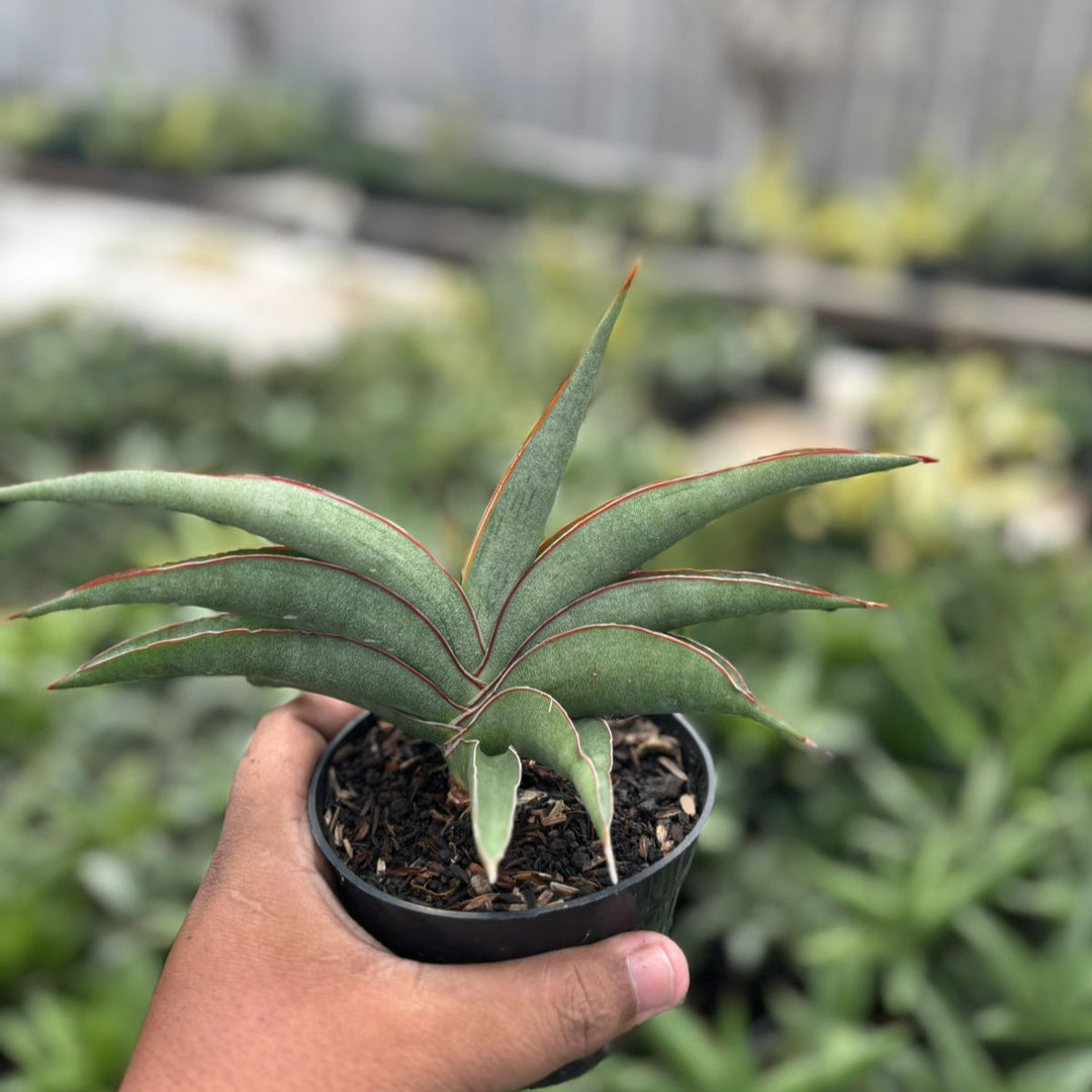 Sansevieria hanami