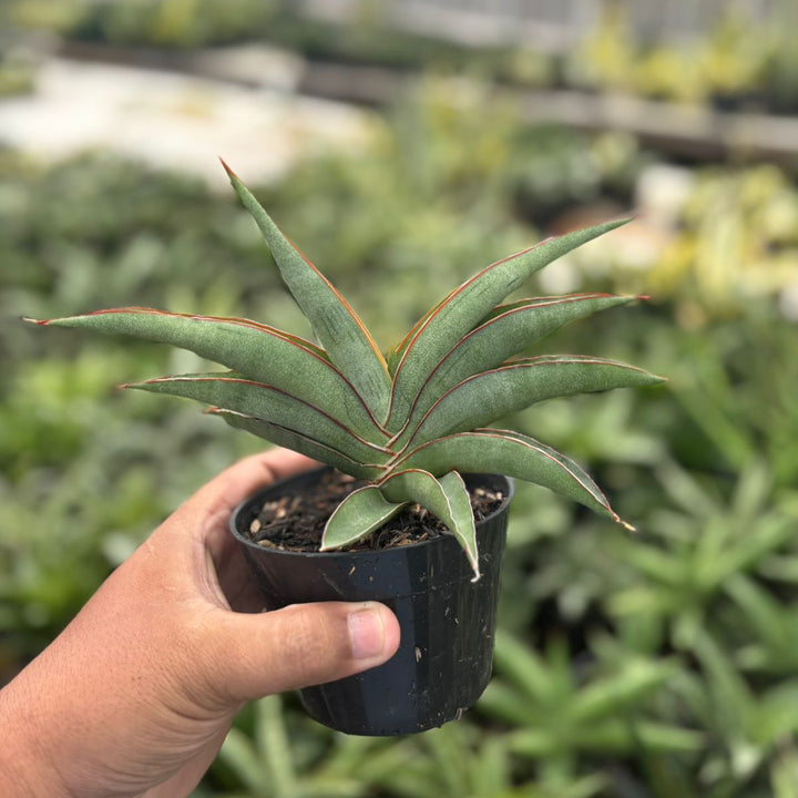 Sansevieria hanami