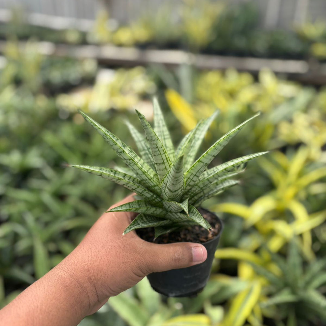 Sansevieria gepeng