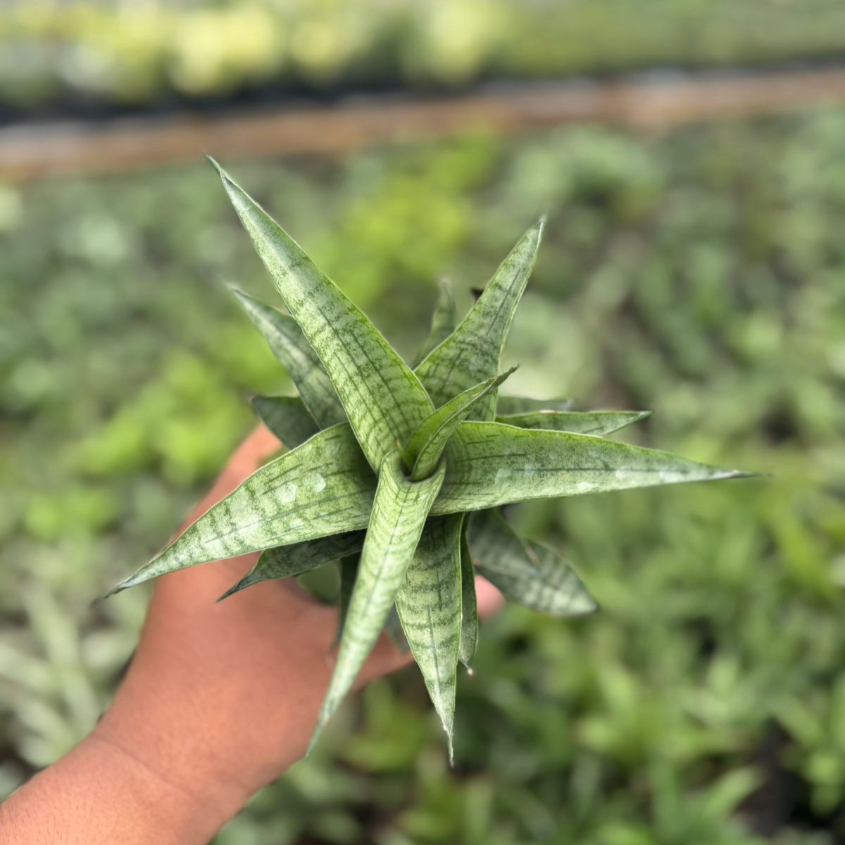 sansevieria agatha Sansevieria agatha