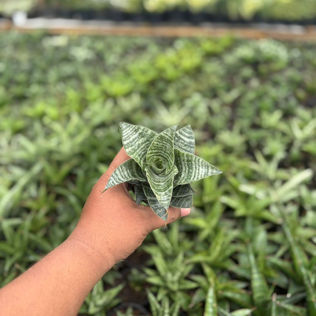 Sansevieria black mamba