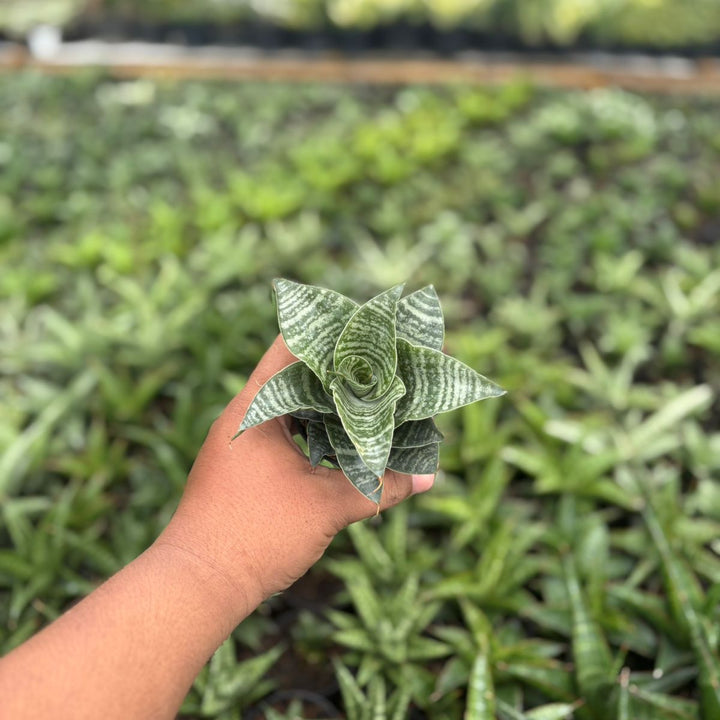 Sansevieria black mamba