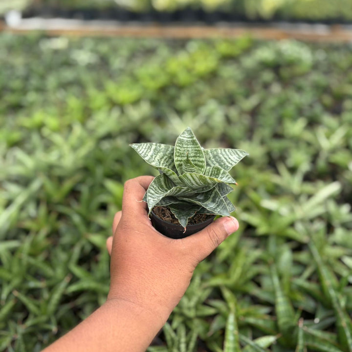 Sansevieria black mamba