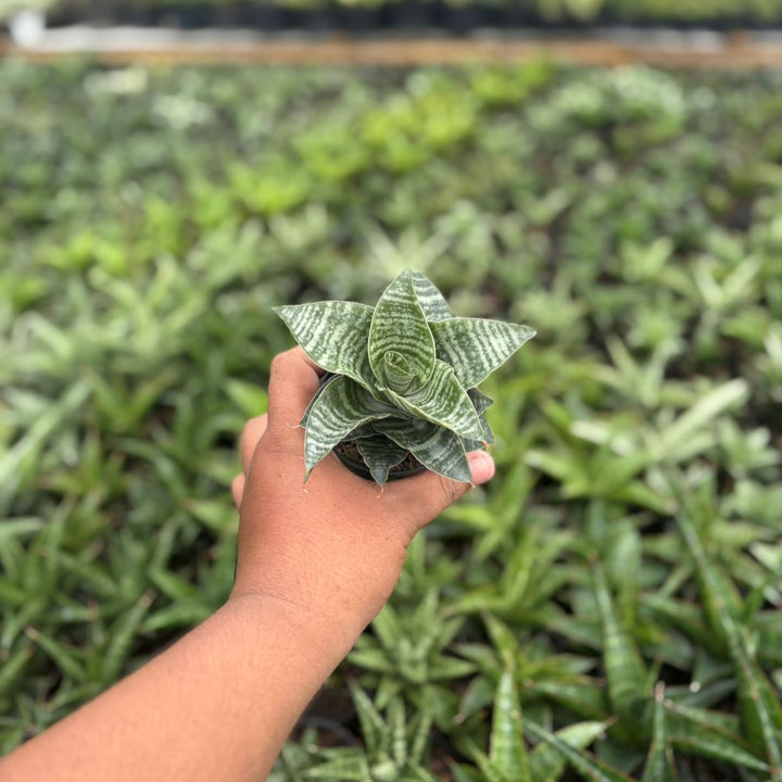 Sansevieria black mamba