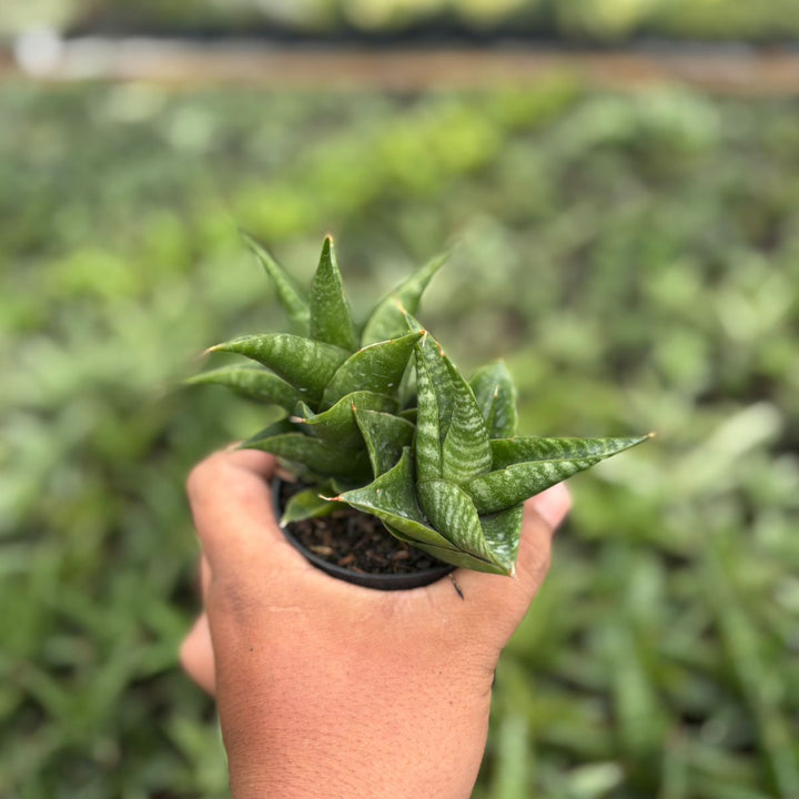 Sansevieria black pat