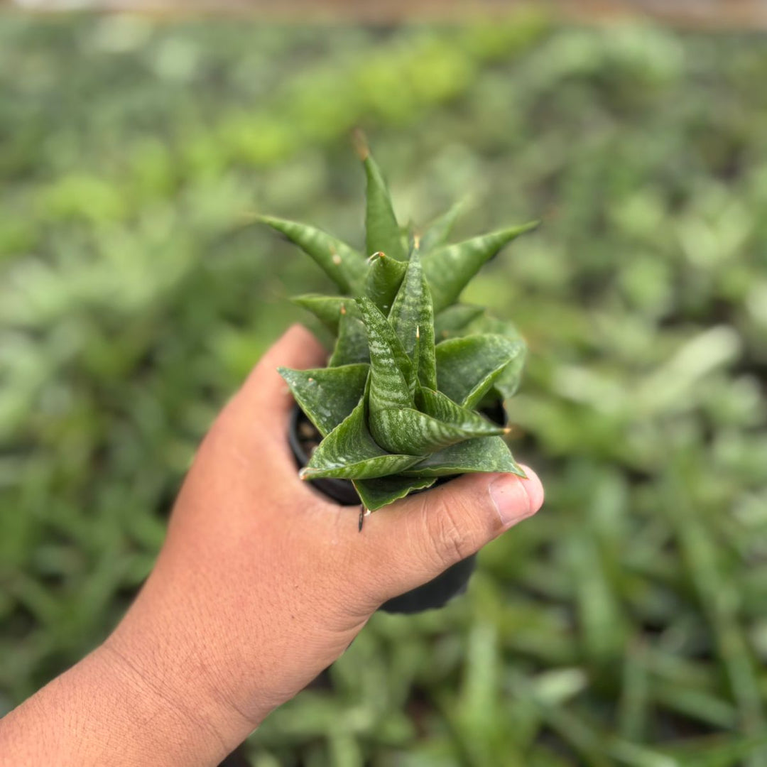 Sansevieria black pat