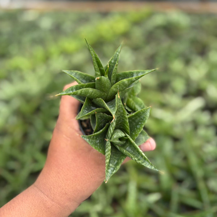 Sansevieria black pat