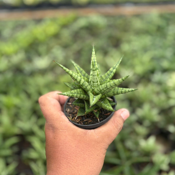 Sansevieria tesya