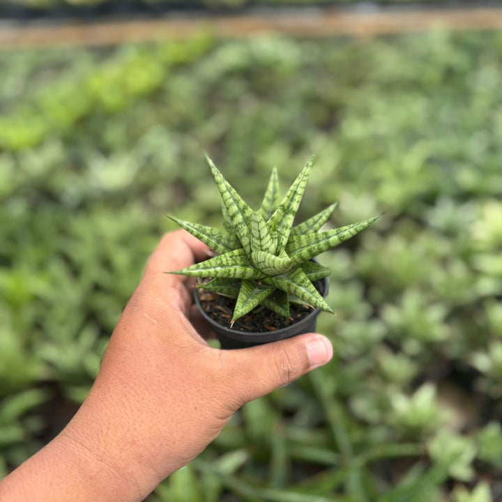 Sansevieria tesya