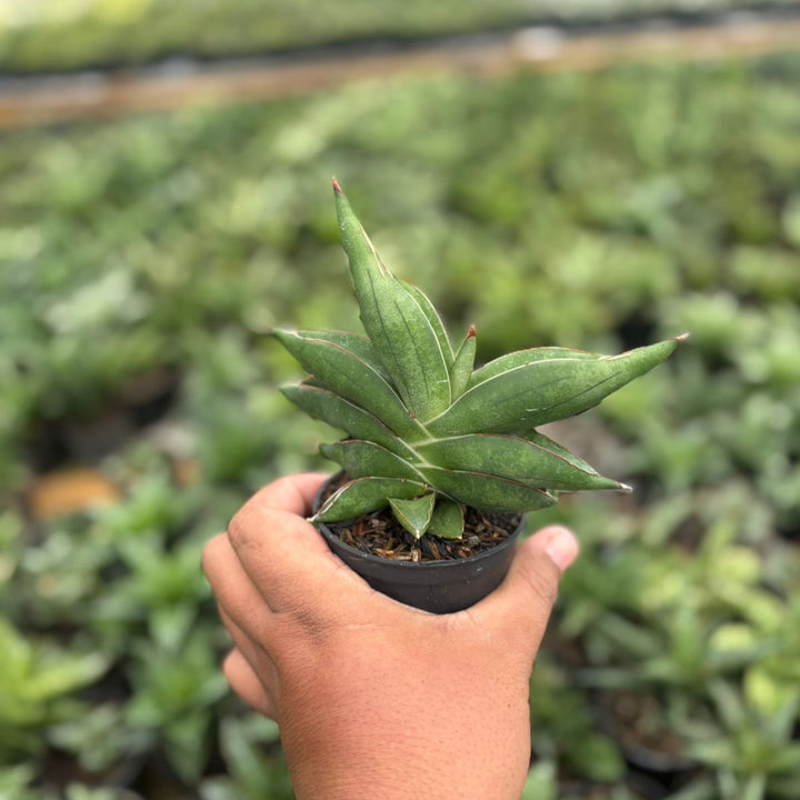 Sansevieria robo