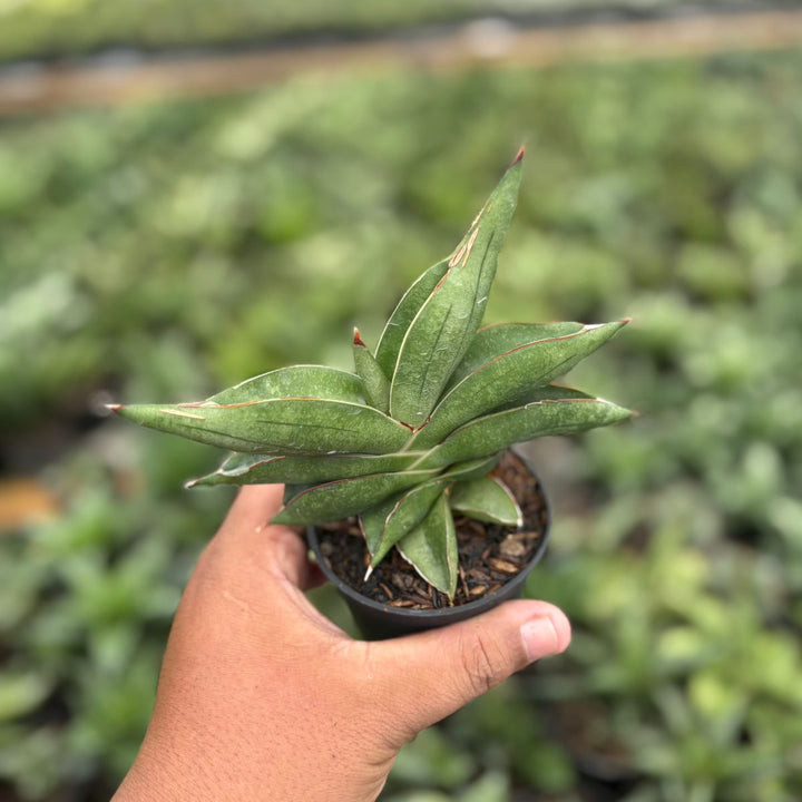 Sansevieria robo