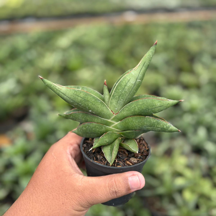 Sansevieria robo