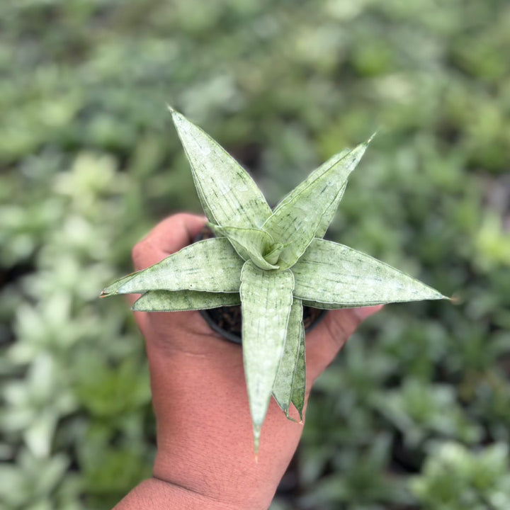 Sansevieria kumara