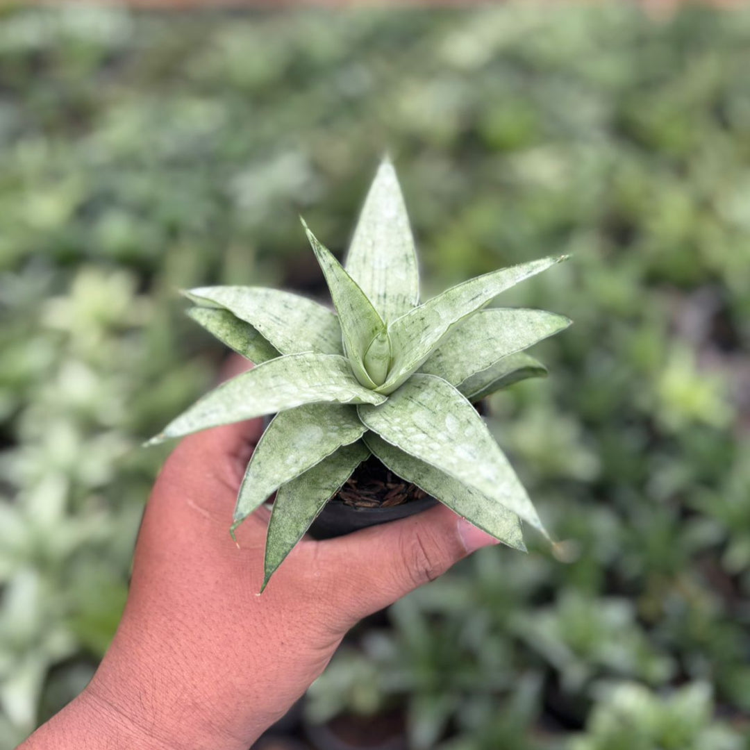Sansevieria kumara