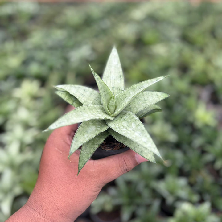 Sansevieria kumara