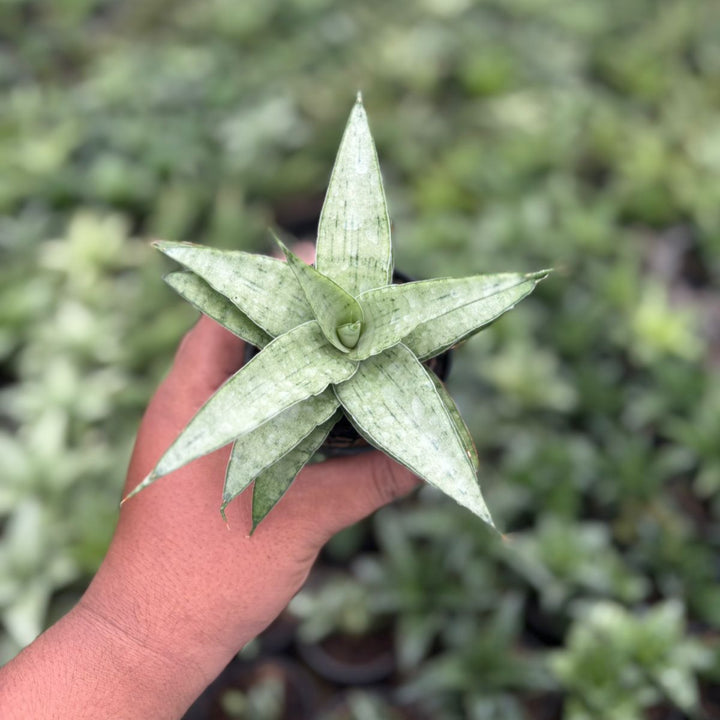 Sansevieria kumara