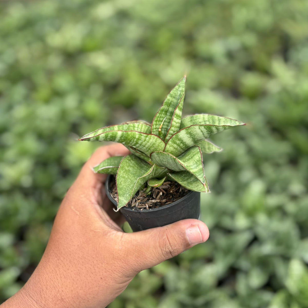 Sansevieria tarantula