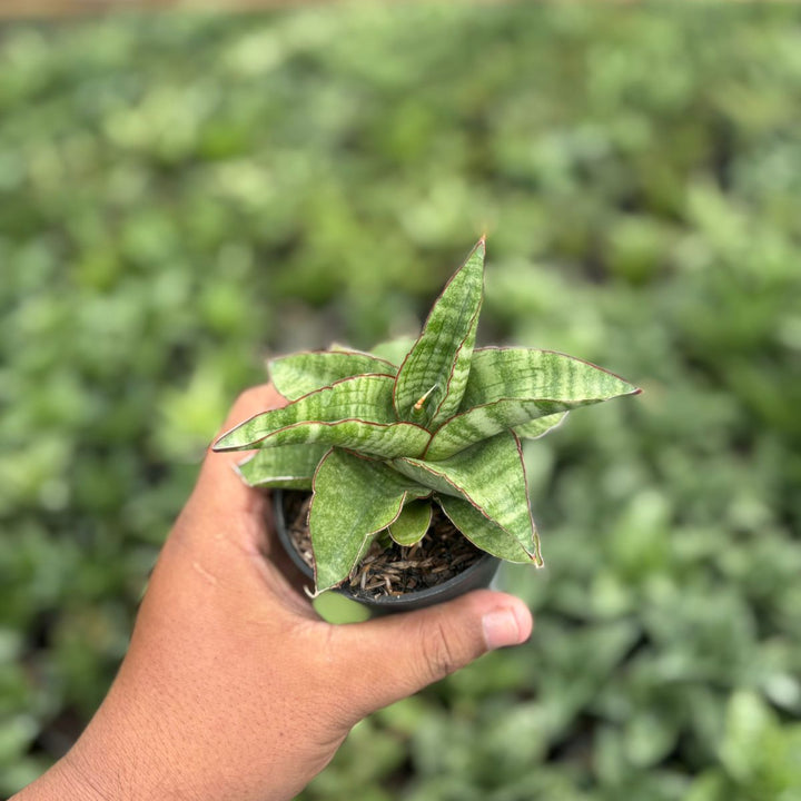 Sansevieria tarantula