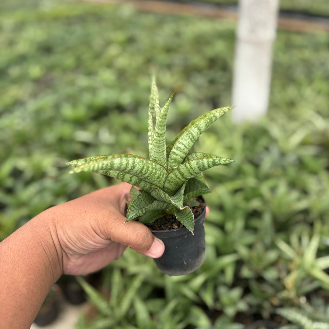 Sansevieria Crdova x personi
