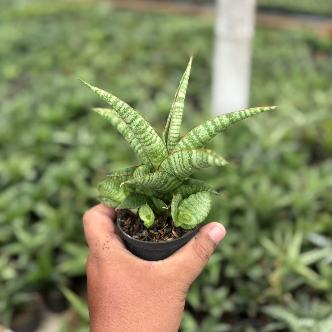 Sansevieria Crdova x personi