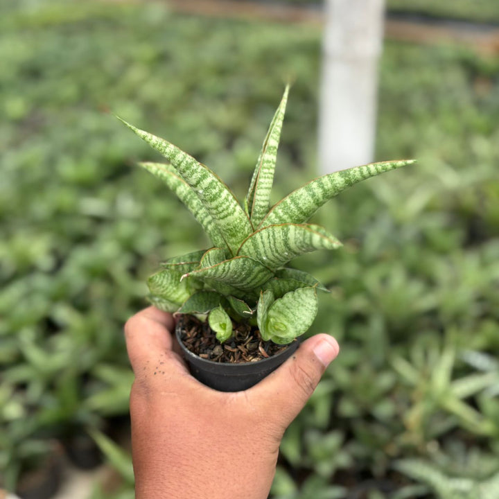 Sansevieria Crdova x personi