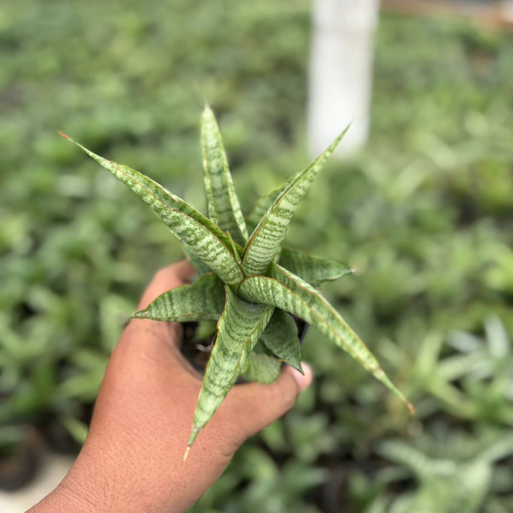Sansevieria Crdova x personi