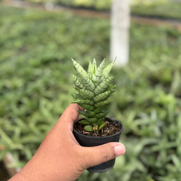 Sansevieria  kesya