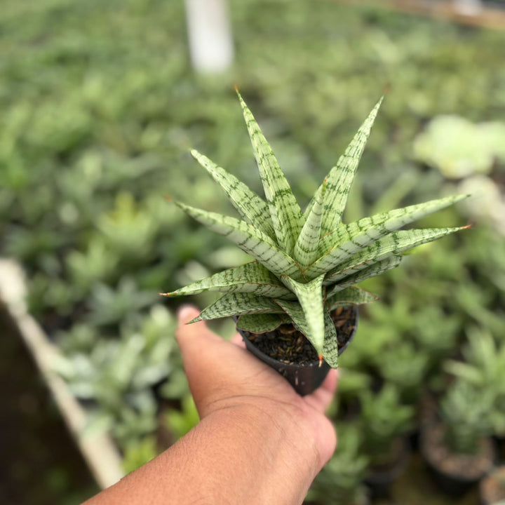 Sansevieria galaxy
