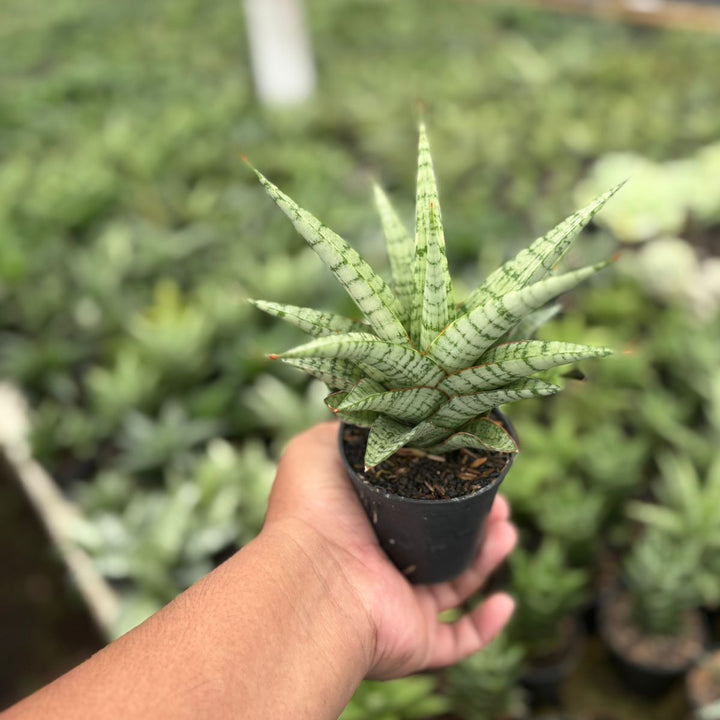 Sansevieria galaxy