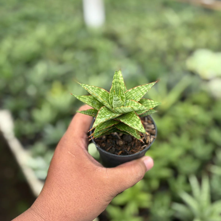 Sansevieria catline