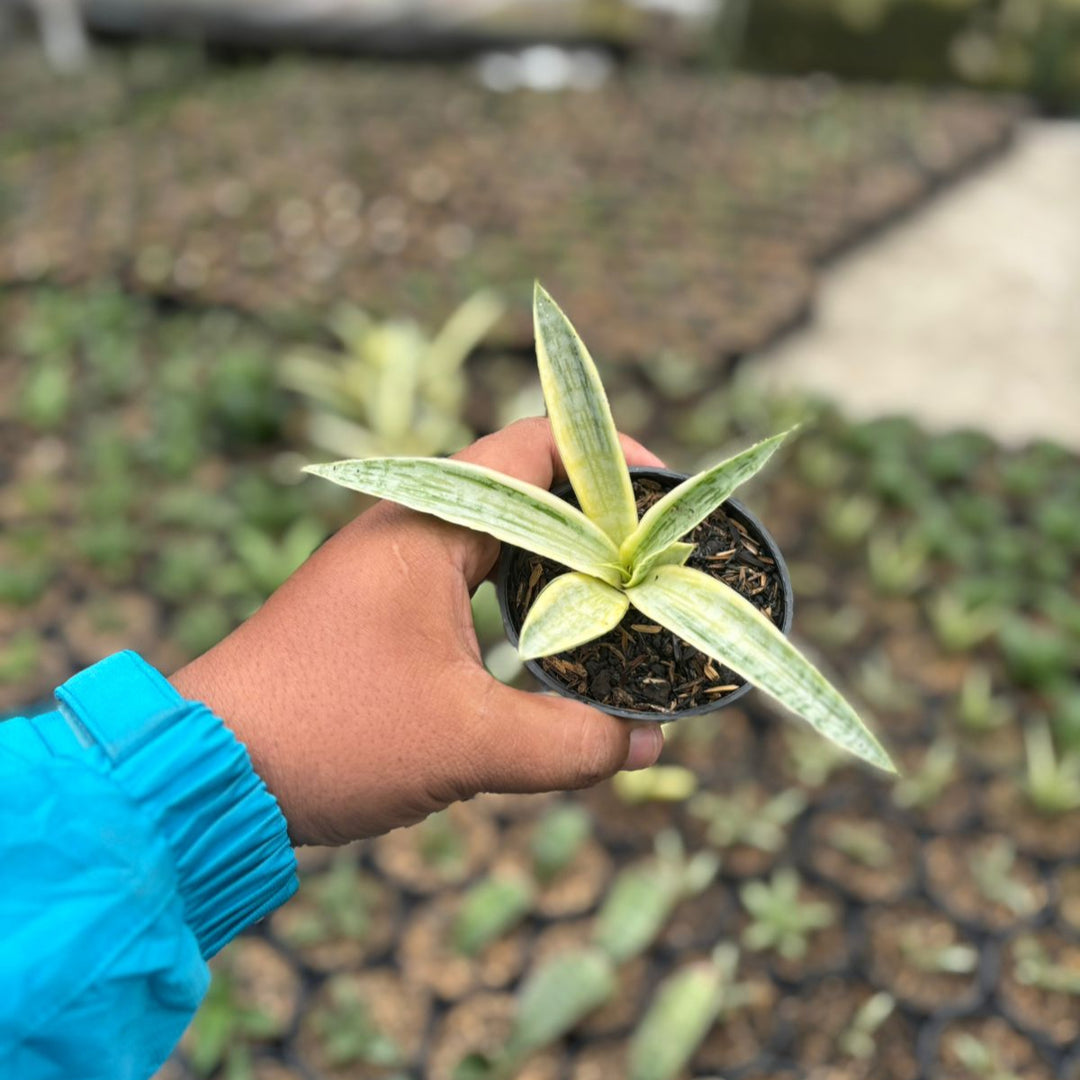 Sansevieria Silver Silk