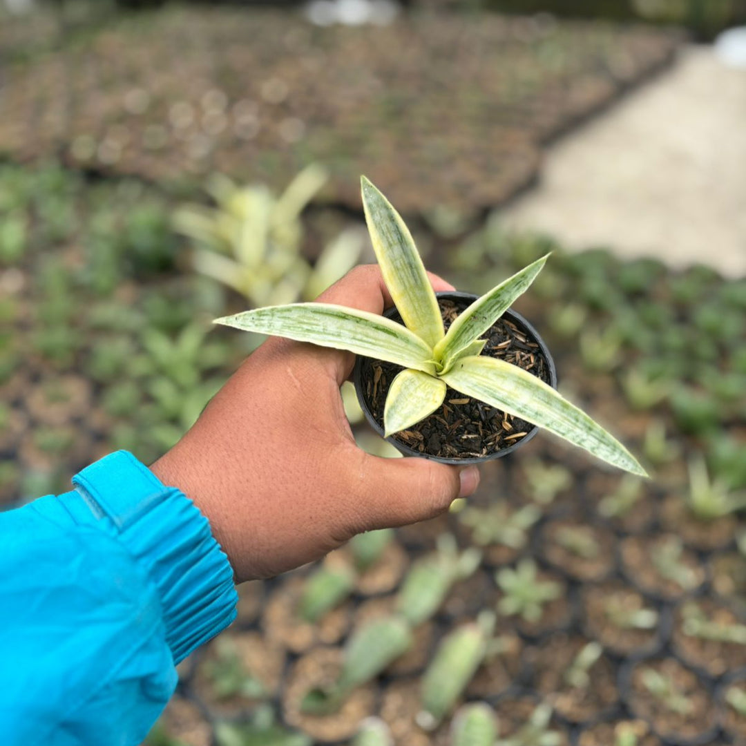 Sansevieria Silver Silk