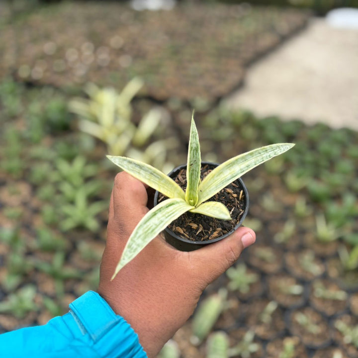 Sansevieria Silver Silk