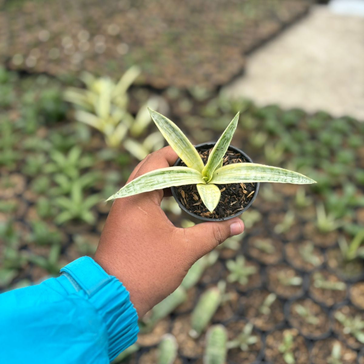 silk sansevieria Sansevieria Silver Silk – Succulentasia