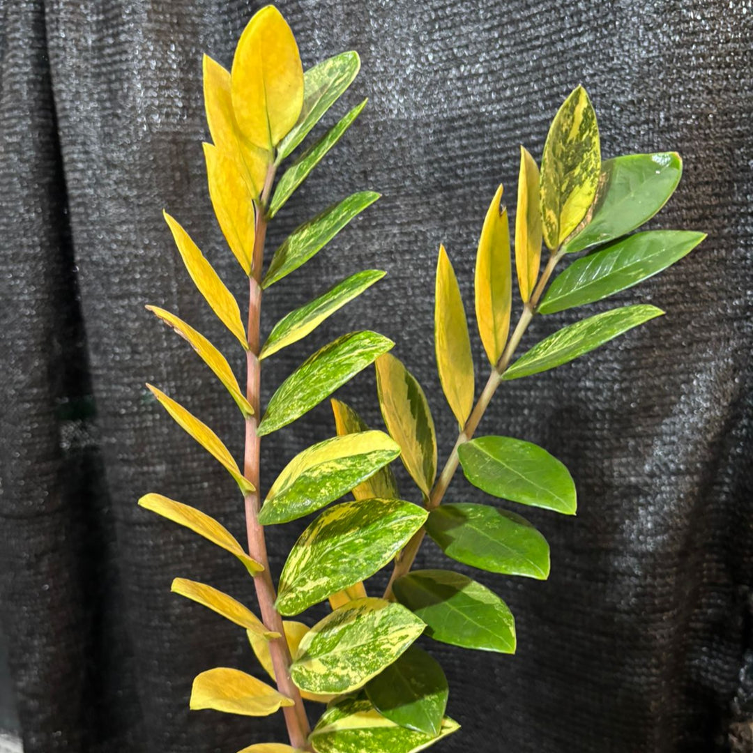 Zamioculcas zamiifolia variegated - ZZ plant