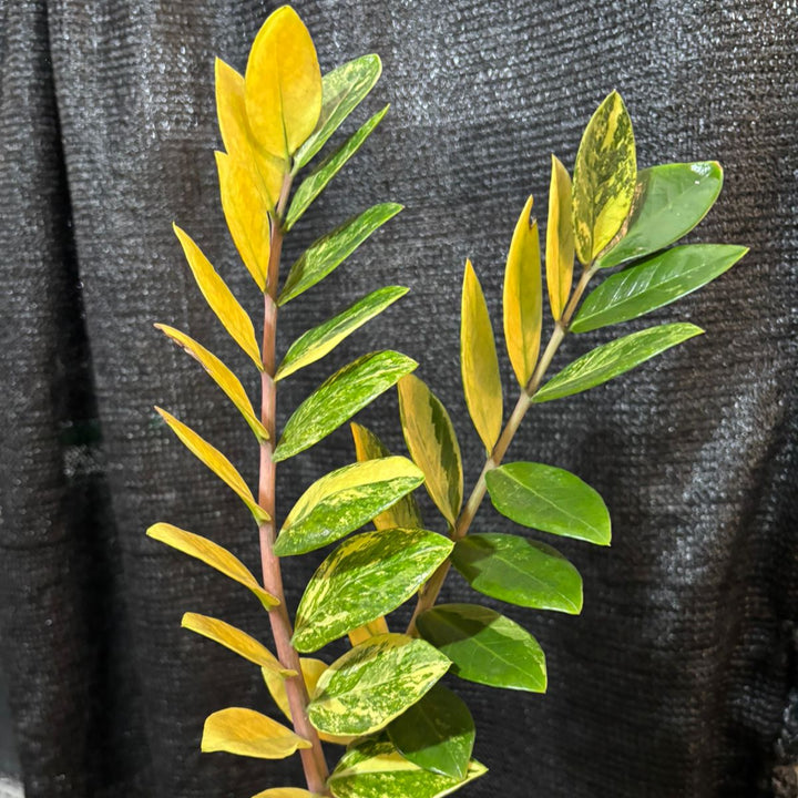Zamioculcas zamiifolia variegated - ZZ plant