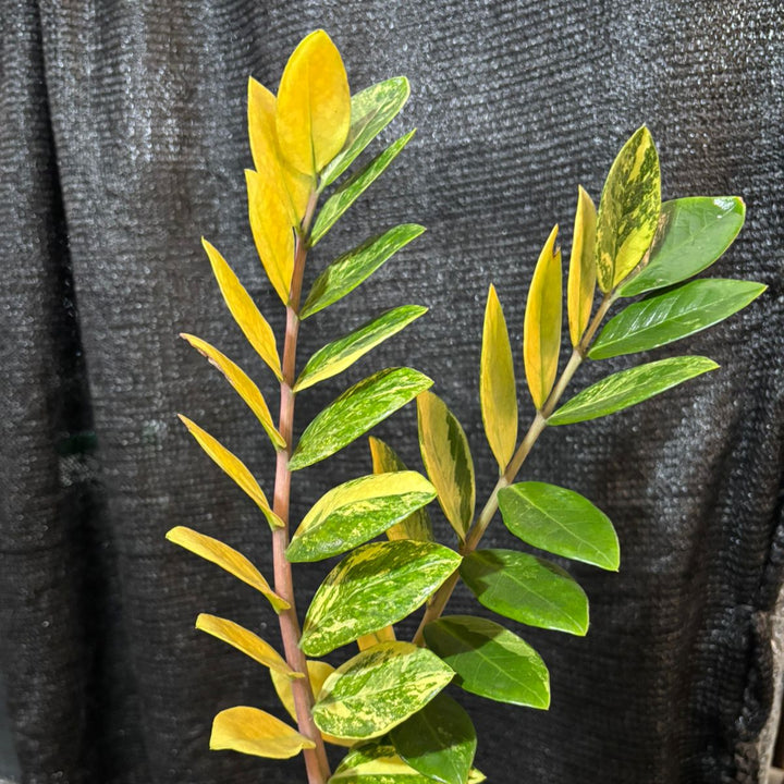 Zamioculcas zamiifolia variegated - ZZ plant