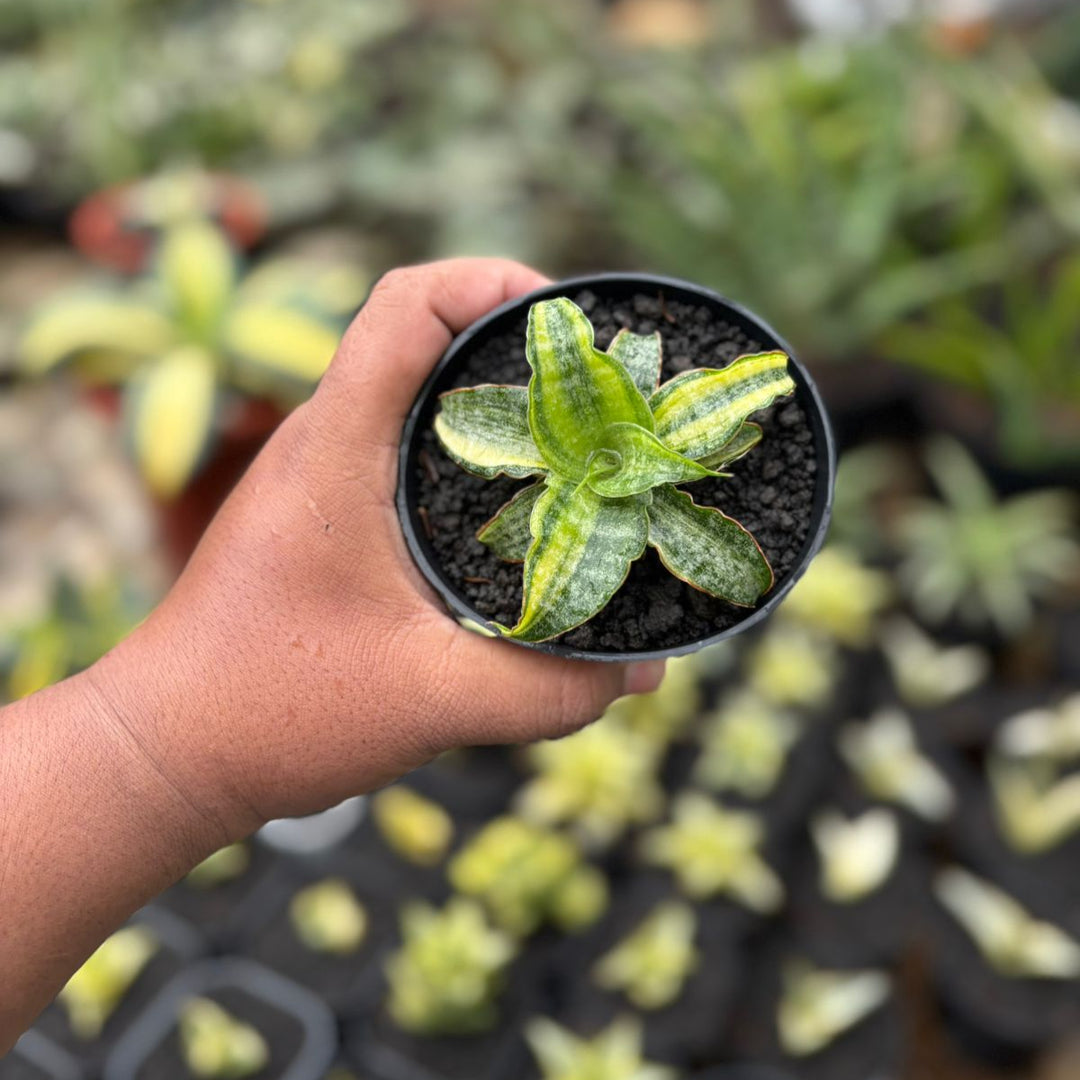 Sansevieria Nalika Variegated