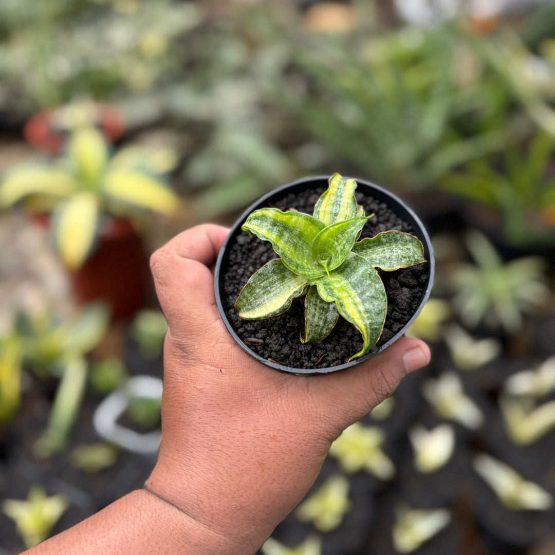 Sansevieria Nalika Variegated