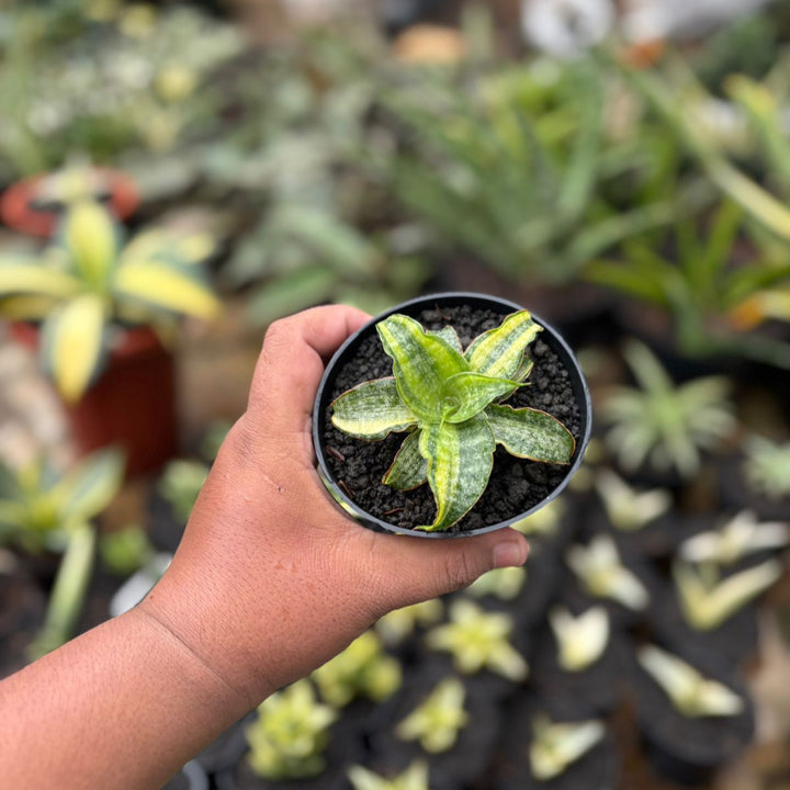 Sansevieria Nalika Variegated