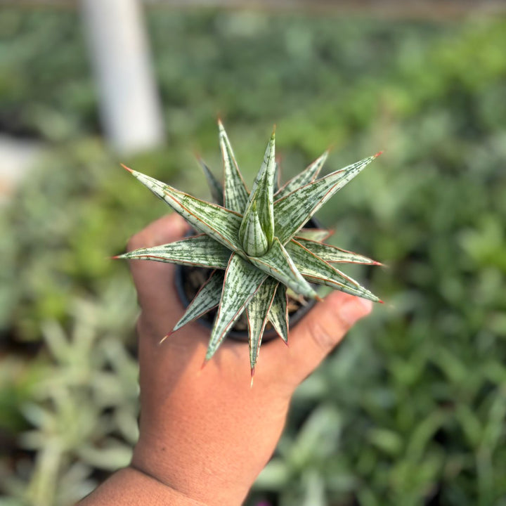 EXACT PLANT Sansevieria  lawang