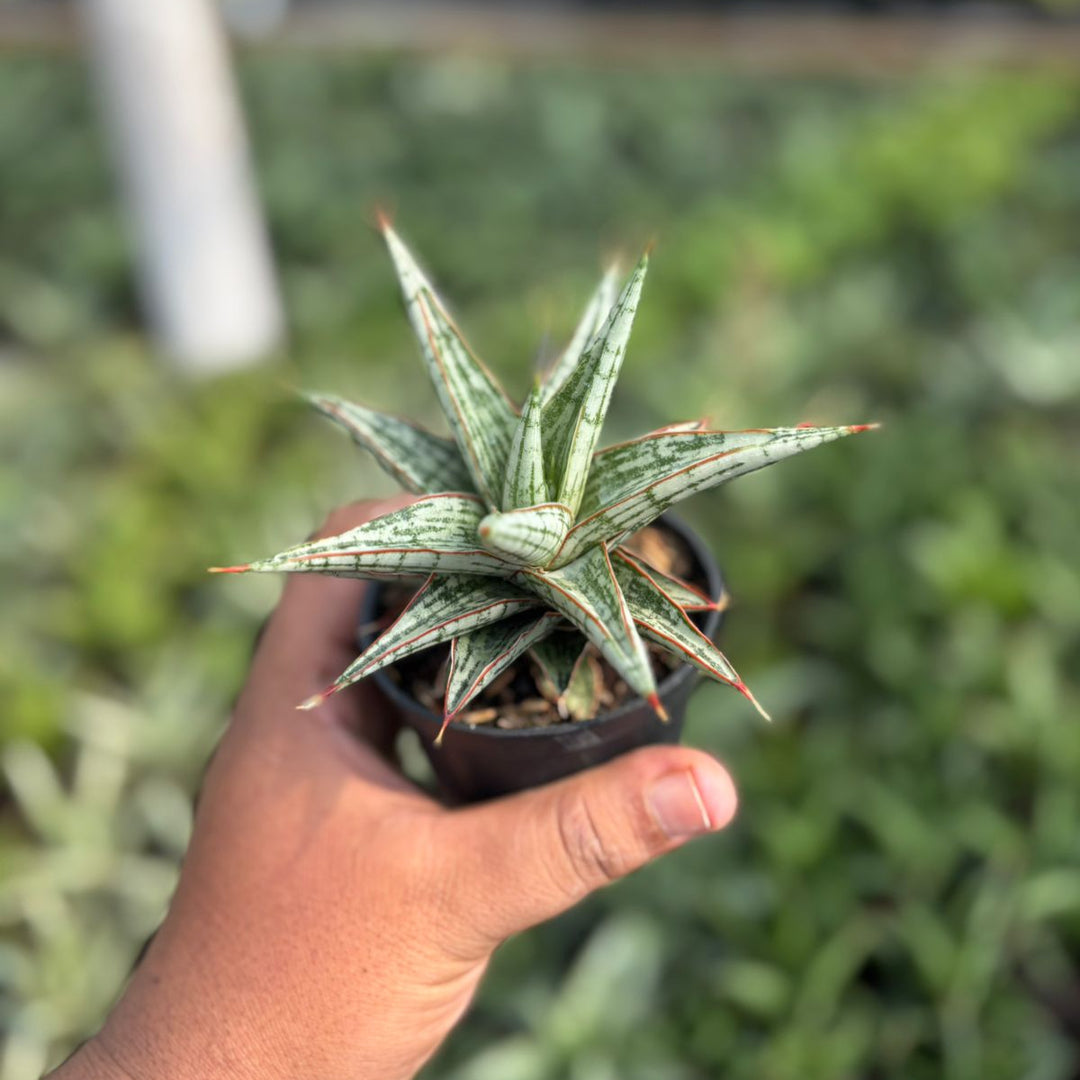 EXACT PLANT Sansevieria  lawang