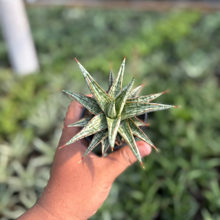 EXACT PLANT Sansevieria  lawang