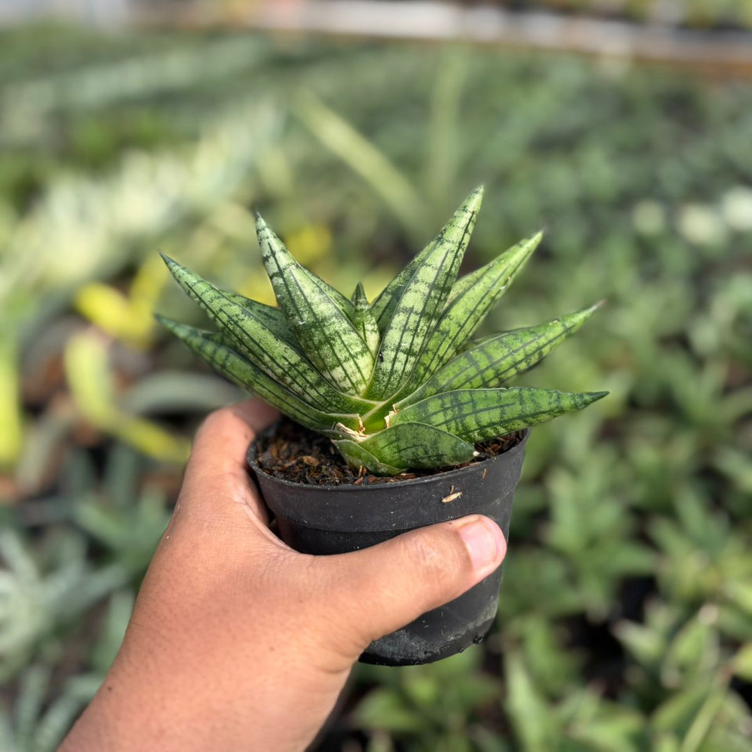 EXACT PLANT  Sansevieria manja