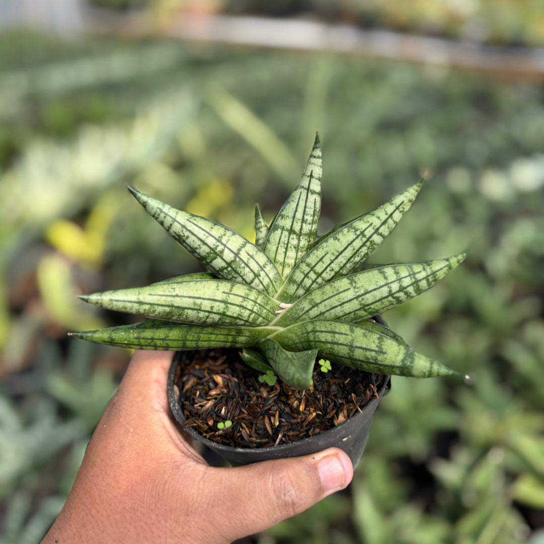 EXACT PLANT  Sansevieria manja