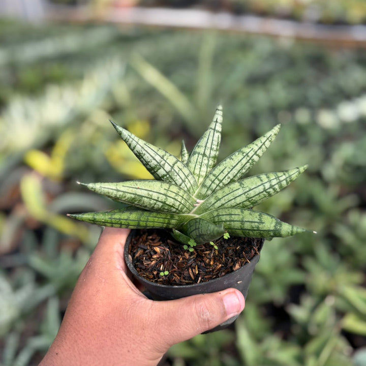 EXACT PLANT  Sansevieria manja