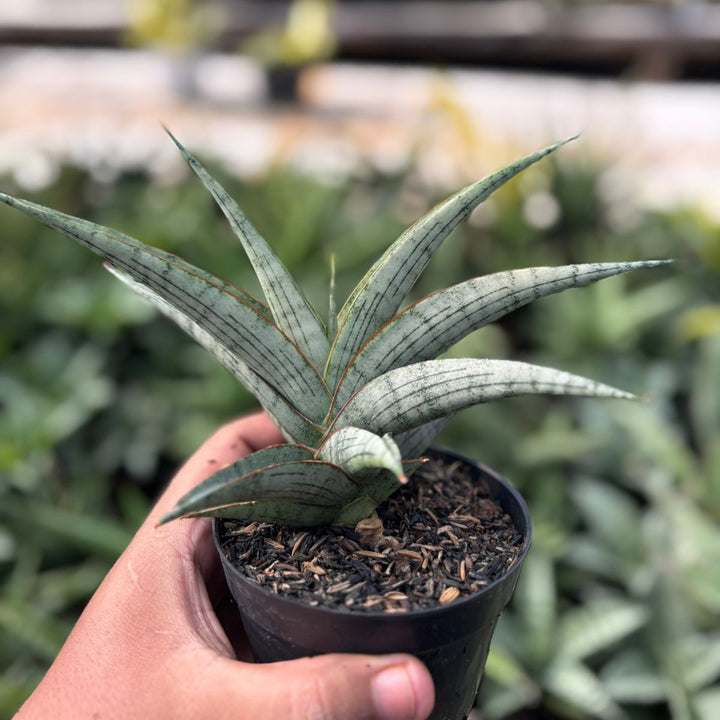 EXACT PLANT Sansevieria  serayu