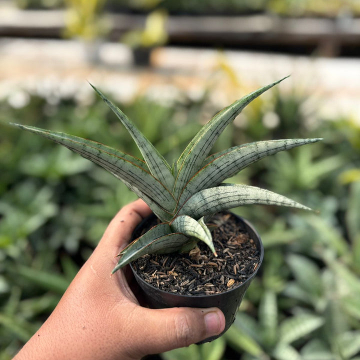 EXACT PLANT Sansevieria  serayu