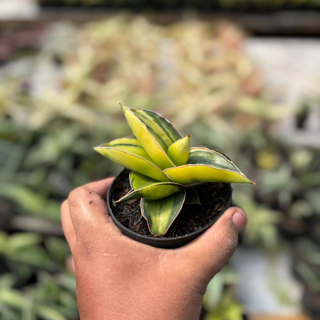 サンスベリア Sansevieria Samurai variegated Sansevieria Samurai dwarf Variegated – Succulentasia