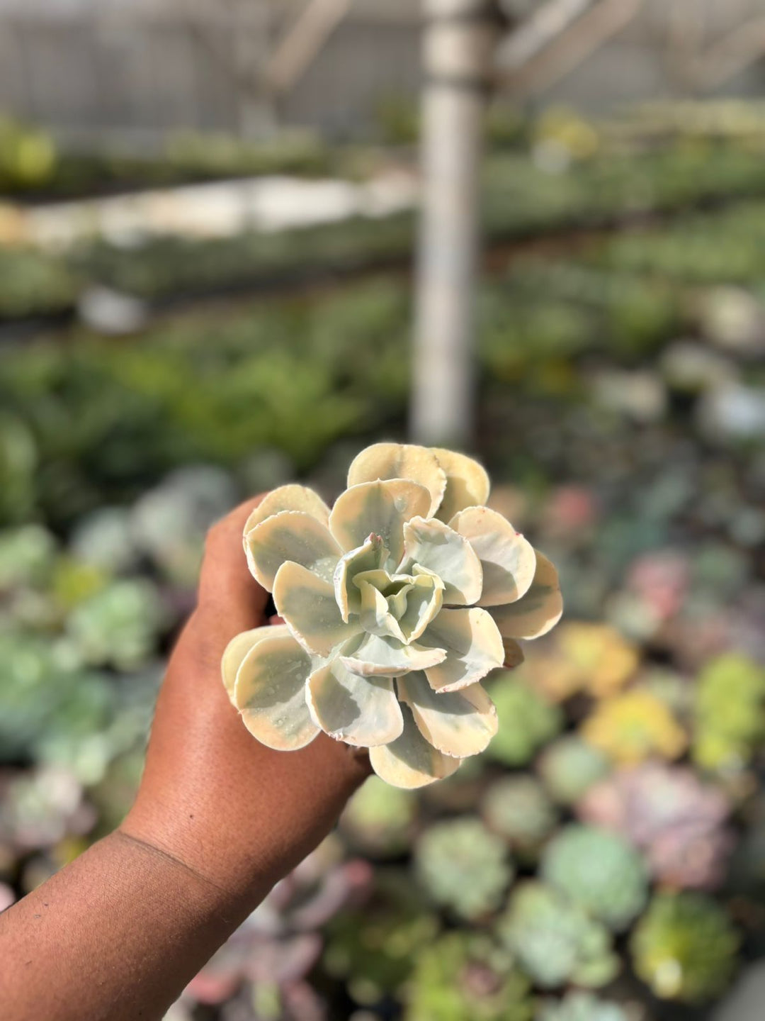 EXACT PLANT Echeveria white angle